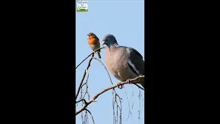 Robin and Wood pigeon. Rotkehlchen und Ringeltaube #shorts