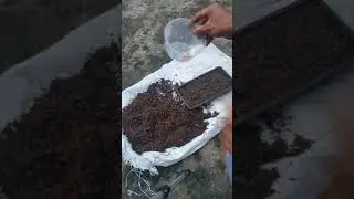 Tutorial Cara Semai Biji Caladium Hybrid || Keladi Hias