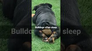 Did you know bulldogs are weird sleepers?