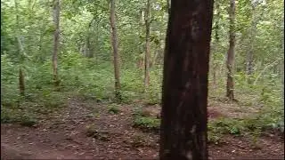 Mysteries of sacred forests and pristine plateaus of Goa (2)