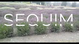 Exploring the sites of Sequim, WA (Aug 2021)