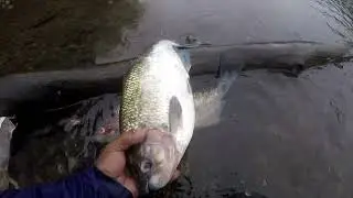 R&Iacute;O SAN CARLOS FERRY. PESCA DE MACHACA.