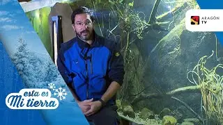 Siluro del río Ebro en el acuario de Zaragoza