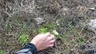 Wild Utah Edibles  Blue Mustard Young Greens