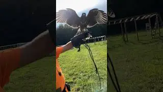Training my Harris Hawks!