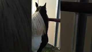 DAMASCUS - A Gypsy Vanner Friesian Cross