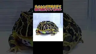 カメムシが不味すぎて投げ飛ばすツノガエル #eat #eating #ツノガエル #shorts