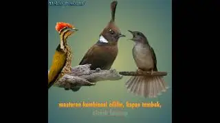 kombinasi cililin kapas tembak pelatuk bawang #birds #kicaumania