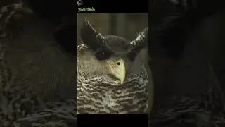 The Enigmatic Devil Bird of Sri Lanka: A Nocturnal Specter with a Deafening Cry. #facts #devil