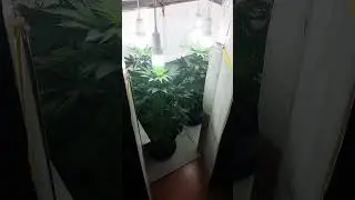 Low Budget Grow im Karton.