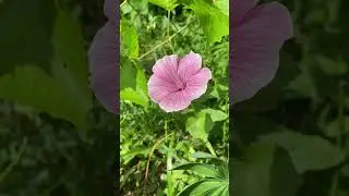 Хатьма трёхмесячная (Malva trimestris) выросла среди винограда #мальва #garden #nature #сад #цикады