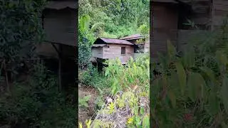Perkampungan Penduduk Suku Dayak 