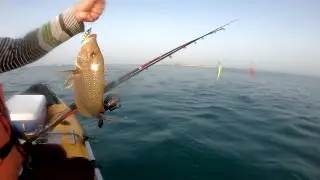 Emperor and Gouper fishing .صيد شعري والهامور #fishing #abudhabi#inflatableboat