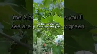 The King Of Shade Tree Speed In SC Texas: The Mexican Sycamore #trees #landscaping #planting
