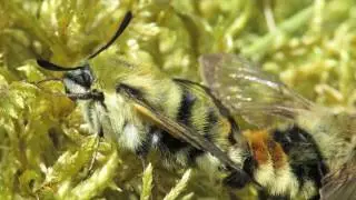 Narrow bordered Bee Hawk moths mating 10 May 2017 Dartmoor, Devon