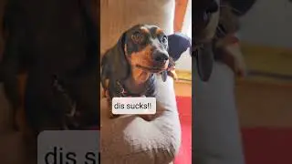 dachshund reaction after eating all the treats #shorts #dachshund #dog #funny