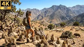 A Relaxing Trek in Morocco: The Atlas Mountains - Barbary Macaques, Sheep & The Boar