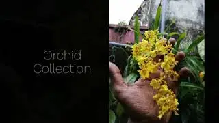 Easy Tropical Orchids to Cultivate in Shaded Garden