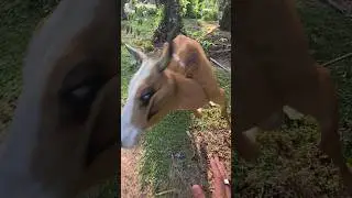 Ending penyuntikan sapi galak #viral #shorts #animals