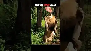 Scarface Lion's Reaction to Feeding Time Will Shock You 😱