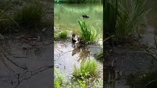 Peaceful Ducks on the River | Gentle Water Sounds for Relaxation