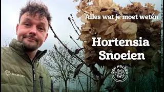 Hortensia snoeien? Deze fout maakt bijna iedereen