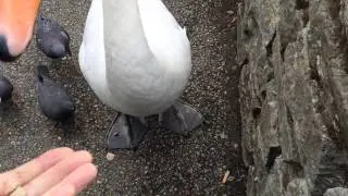 Swans at Windsor June 2015
