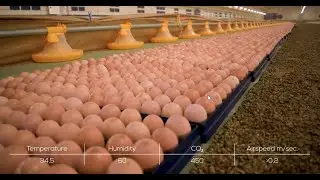 SKOV - In-house hatching
