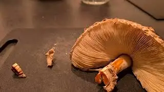 Chlorophyllum rhacodes (r&oslash;dnende parasollsopp)
