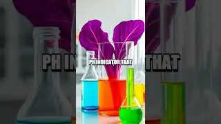 Exploring the Wonders of Homemade pH Indicators