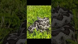 Timber Rattlesnake and Nose-Horned Viper