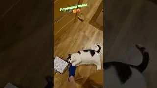 Statham freaked out🐈&zwj;⬛😻❤️&zwj;🔥 #cat #catvideos #cat #recommendations #mem #popular #humor #memes