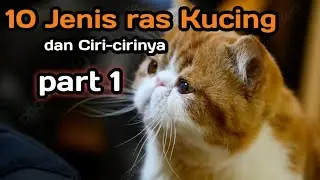 10 Jenis ras Kucing dan Ciri-cirinya part 1