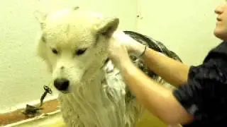 Timber, a malmute enjoys his bath at ItzaClip! Doggy Day Spa