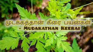 Mudakathan keerai #mudakathan #mudakathankeerai #maadithottam #gardening#winart#nature#trendingvideo