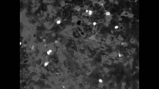 Calcium signals in a living neural network, Steve M Potter NeuroEngineering Lab at Georgia Tech