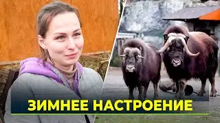 Как живут северные животные в столице