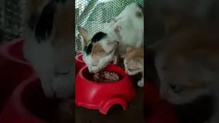 What I Feed My Cat for Breakfast 🐱 #cat #catlovers #catfood 