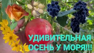 Голубицкая - Все плохо, зелени нет, а вот у нас хорошо! Виноград для Фатимы! 10.10.2023