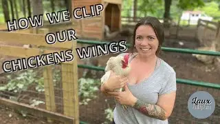 How to Clip Chickens Wings// Why We Cut our Chickens Flight Feathers// Laux Family Farm 🐔✂️🐔✂️