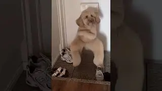 Funny dog