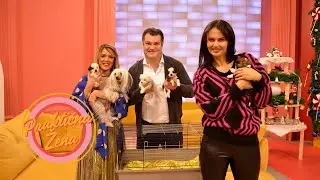 Praktična žena – Kako da se pripremimo za dolazak štenaca u naš dom