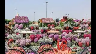 The Amazing Miracle Garden Dubai (Taman Bunga Termegah Di Dubai)