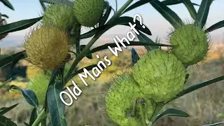 African Ranger Secrets: Milkweed...