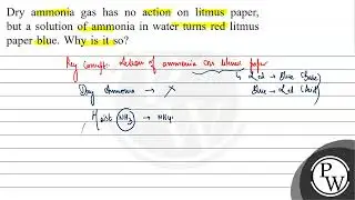 Dry ammonia gas has no action on litmus paper, but a solution of ammonia in water turns red litm...