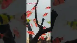 Amazing Aquarium fish | Glofish| Fluorescent tiger barb | New Generation Hybrid Fish |#fish #glofish