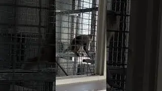 Monkey Baby Bon to the toilet and plays with Ducklings in the swimming pool #short|EP