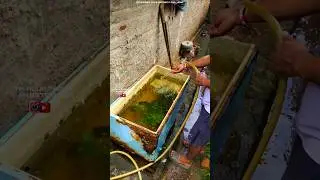 #akaquatelugu #guppys #guppybreeding #guppyfishfood #waterchange #fish