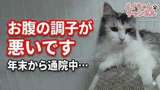 メイちゃん！お腹の調子が治りません・・・