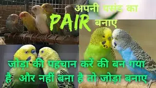 Pair बन गया है कि नहीं बना है इसकी पहचान कैसे करें और #जोड़ा_कैसे_बनाएं #पसंद_जोड़ा #natureloverajad